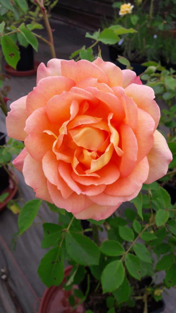 Lady of Shalott