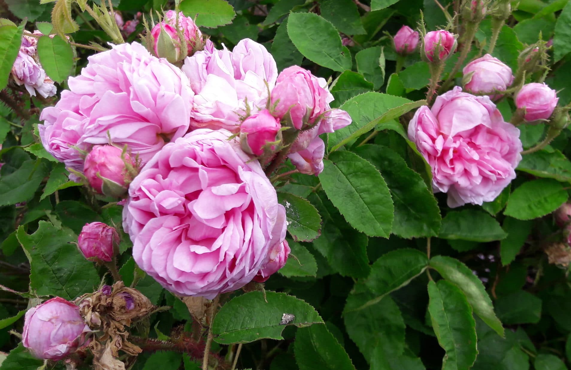 Salet Pepinière Laïta