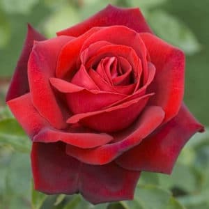 Grandes fleurs
