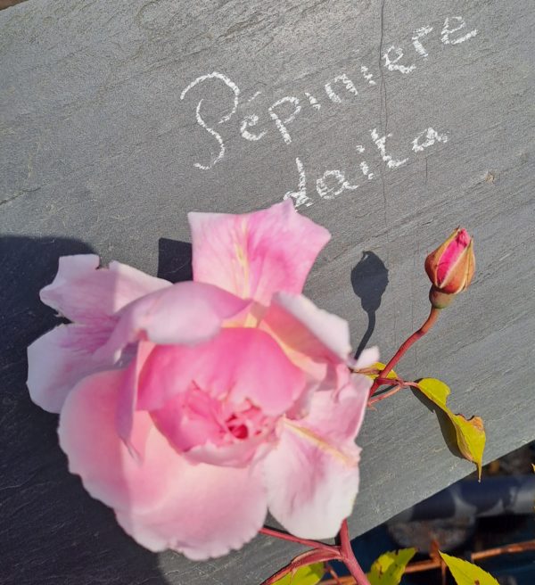 Rosa sans épine