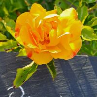 Xcellence de Frontignan – Image 2