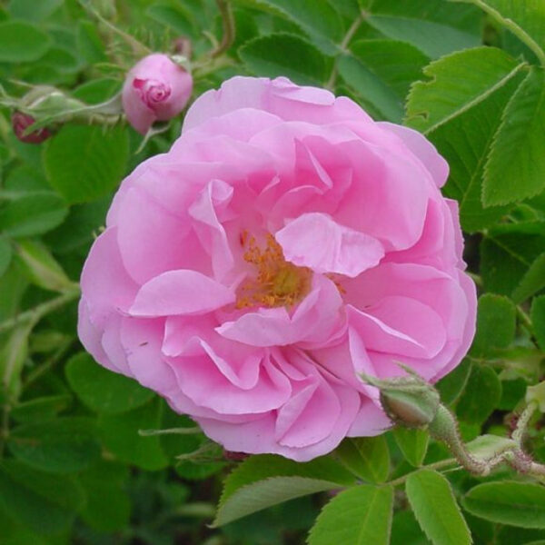 Rosa centifolia de Grasse