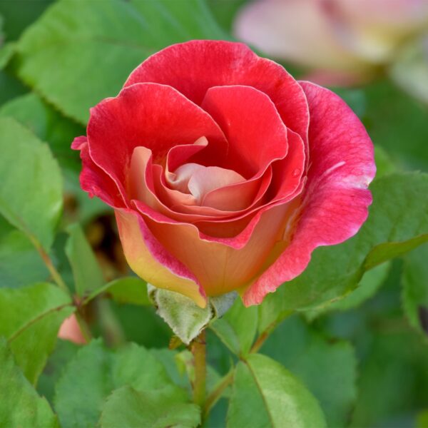 Aline Mayrisch Rose