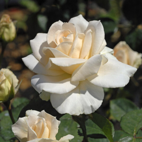 Douce blanche