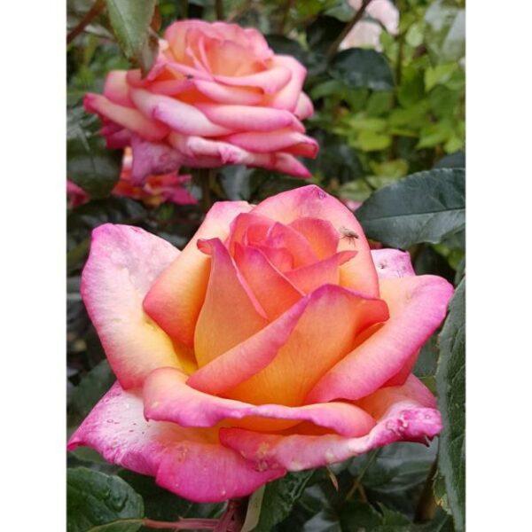 Rosa del camino de Santiago